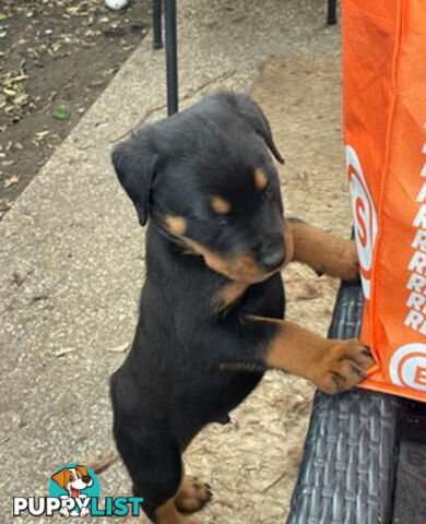 Rottweiler puppies purebred