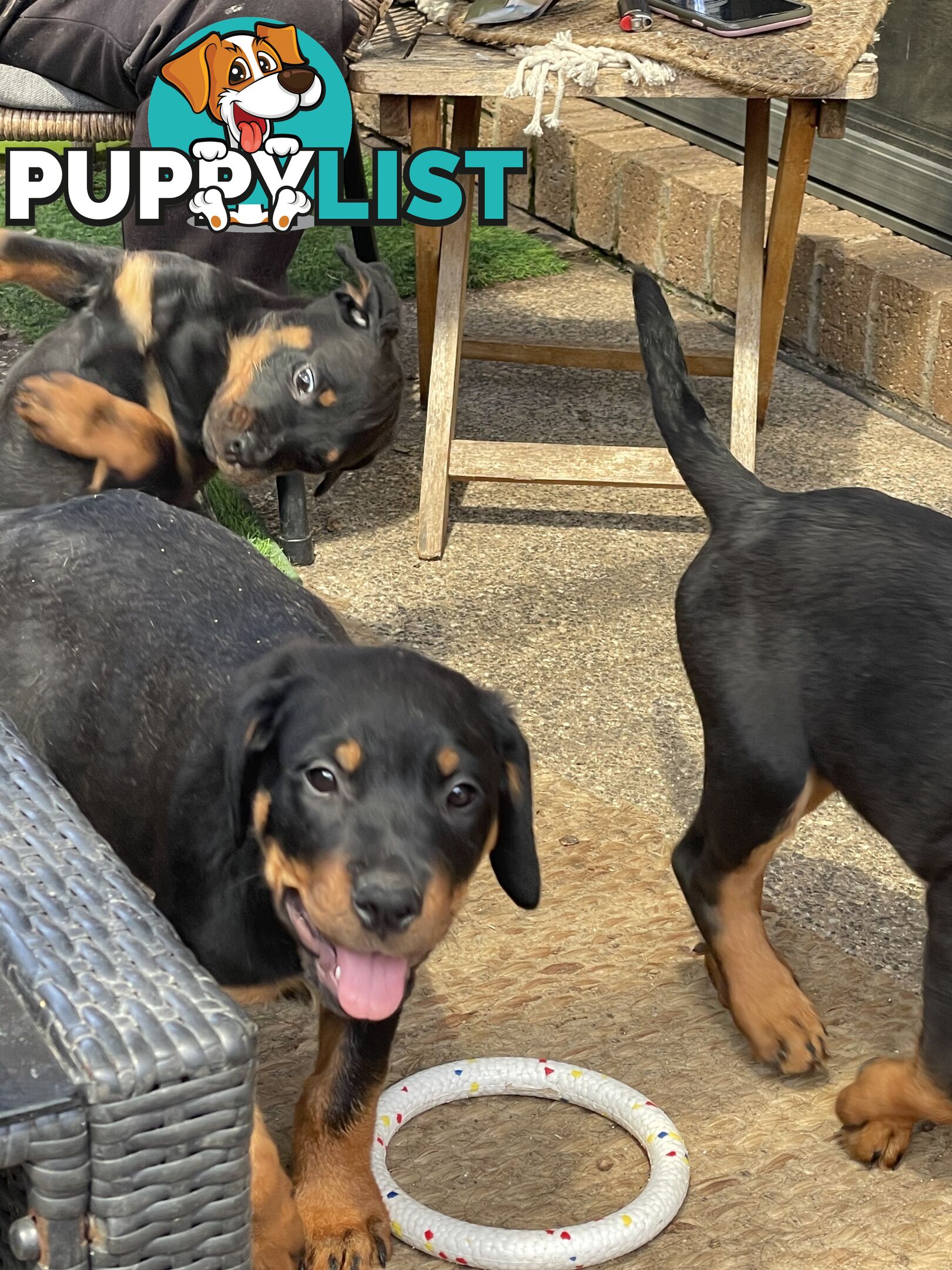 Rottweiler puppies purebred