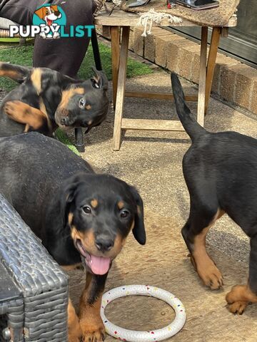 Rottweiler puppies purebred