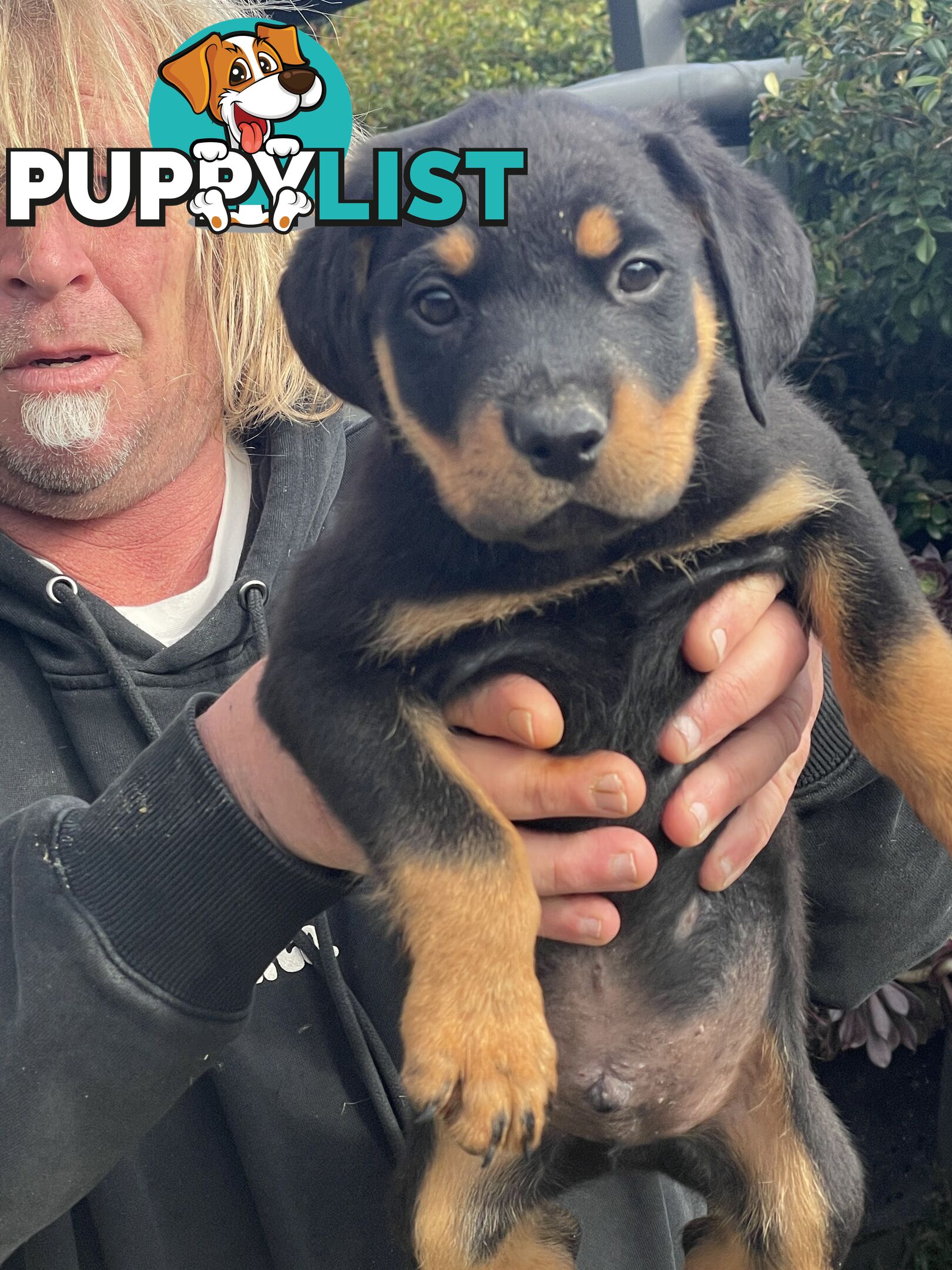 Rottweiler puppies purebred