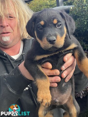 Rottweiler puppies purebred