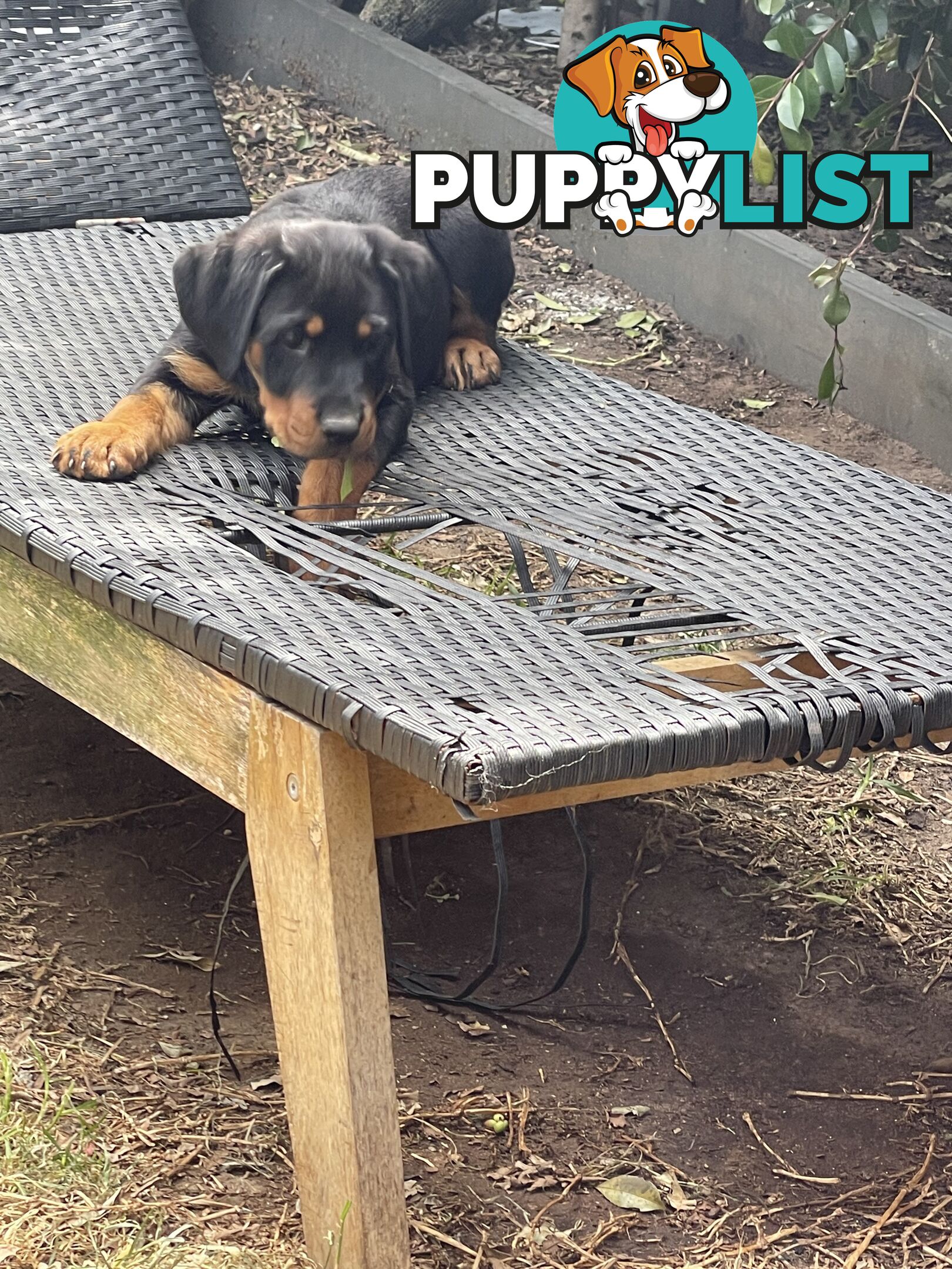 Rottweiler puppies purebred