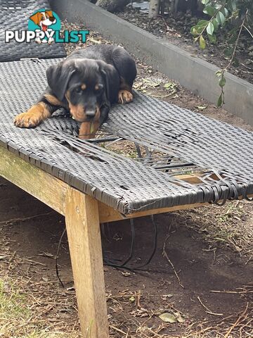 Rottweiler puppies purebred