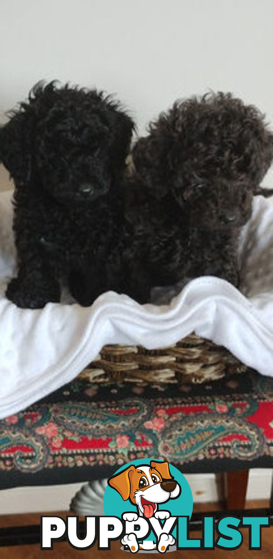 Toy poodles puppies