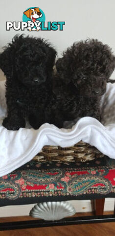 Toy poodles puppies