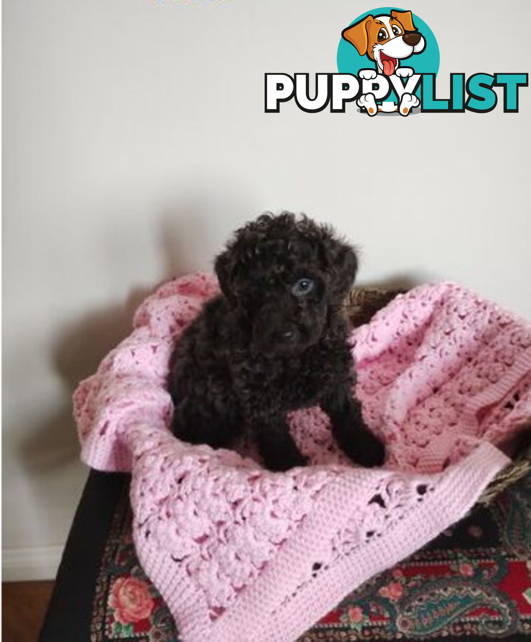 Toy poodles puppies