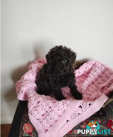 Toy poodles puppies