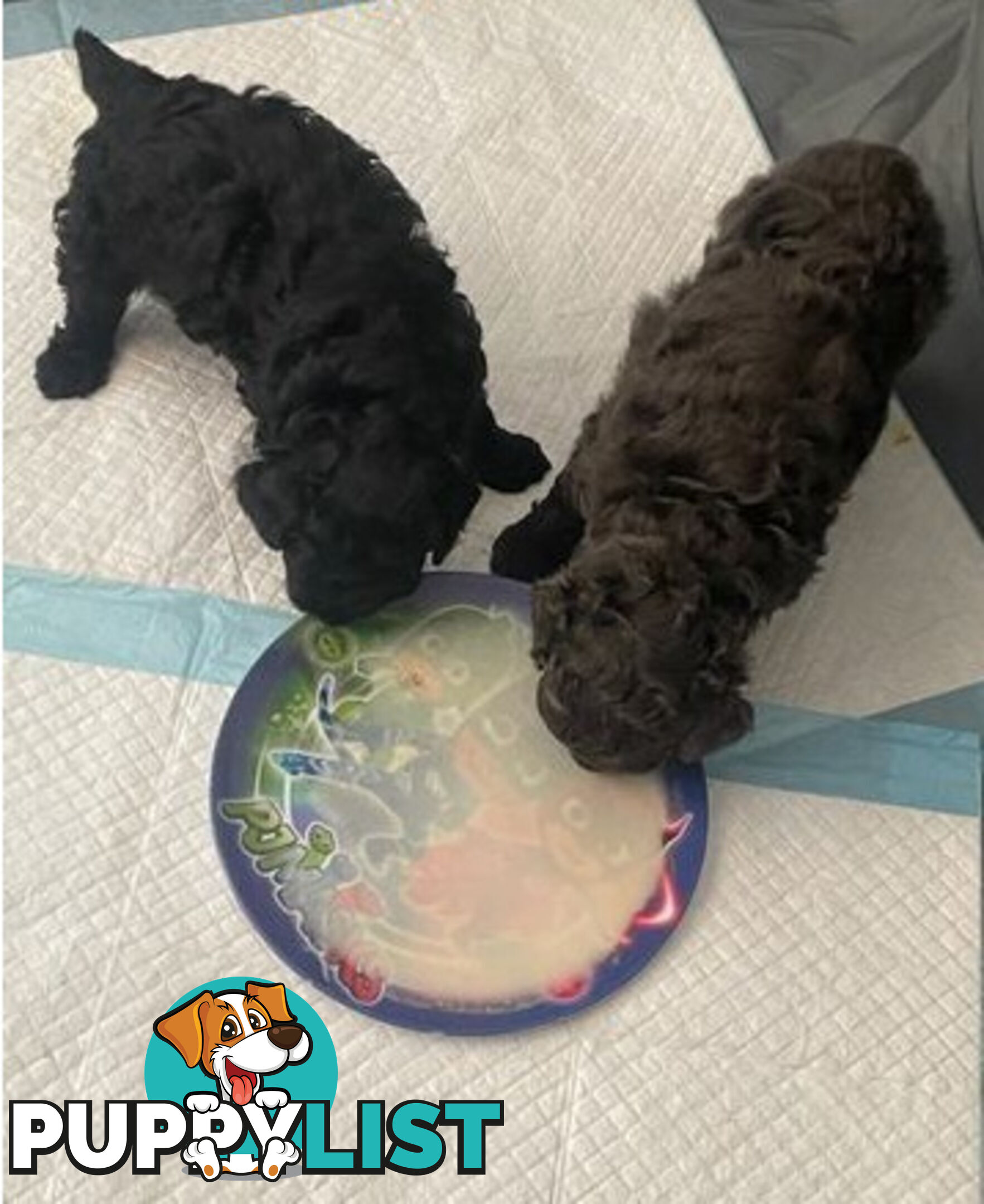 Toy poodles puppies