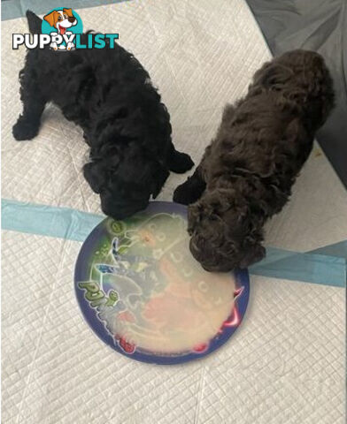 Toy poodles puppies