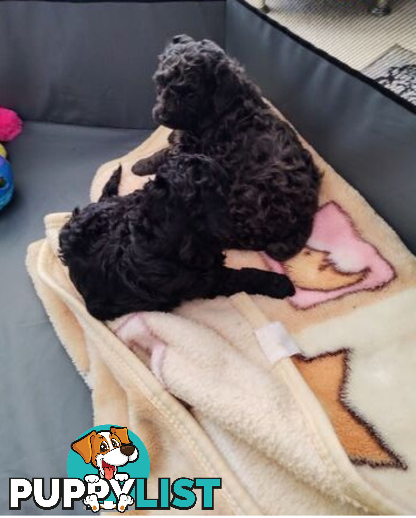 Toy poodles puppies