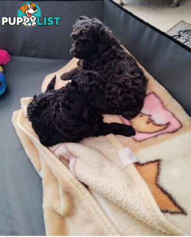 Toy poodles puppies