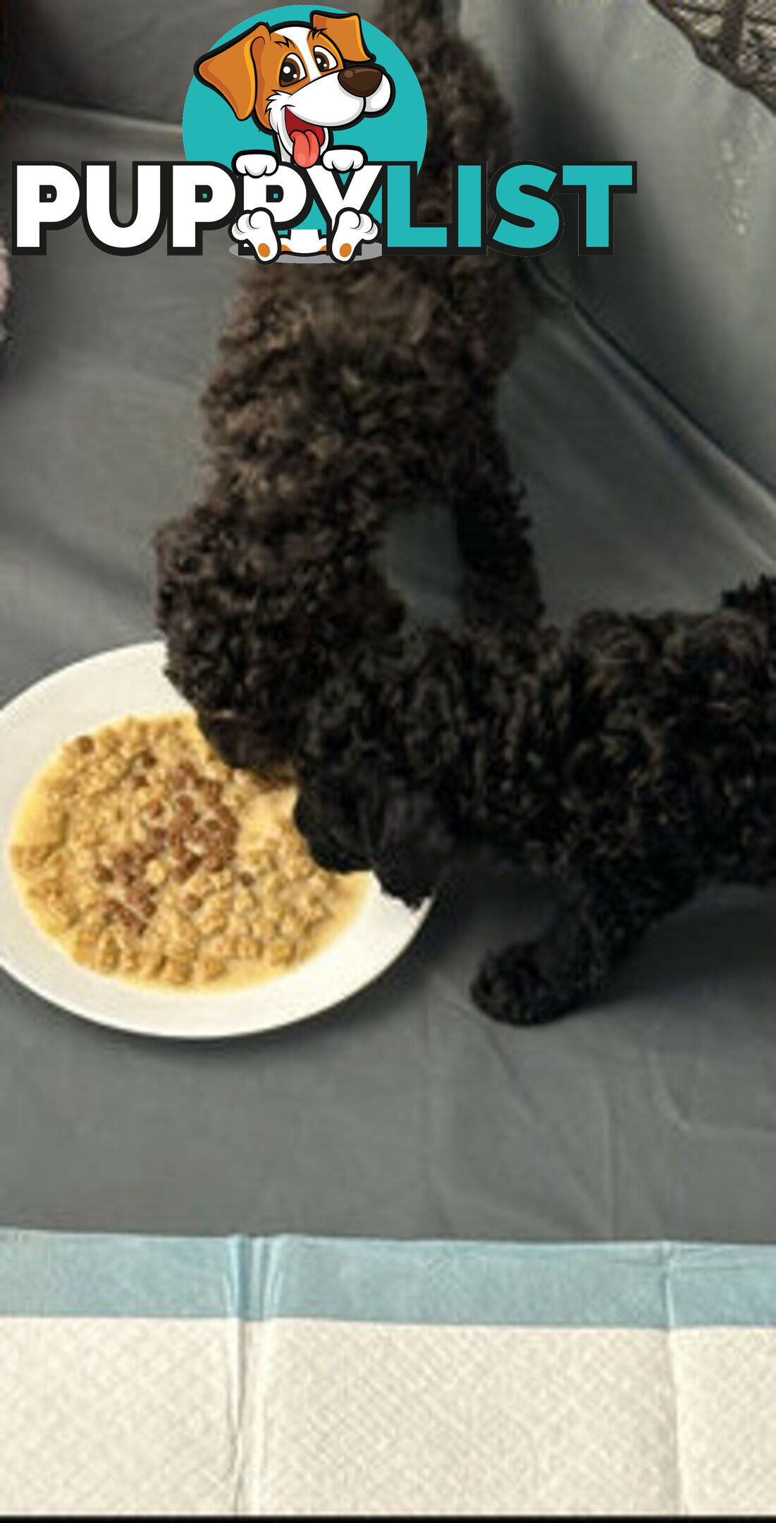 Toy poodles puppies