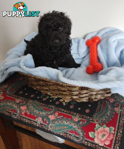 Toy poodles puppies