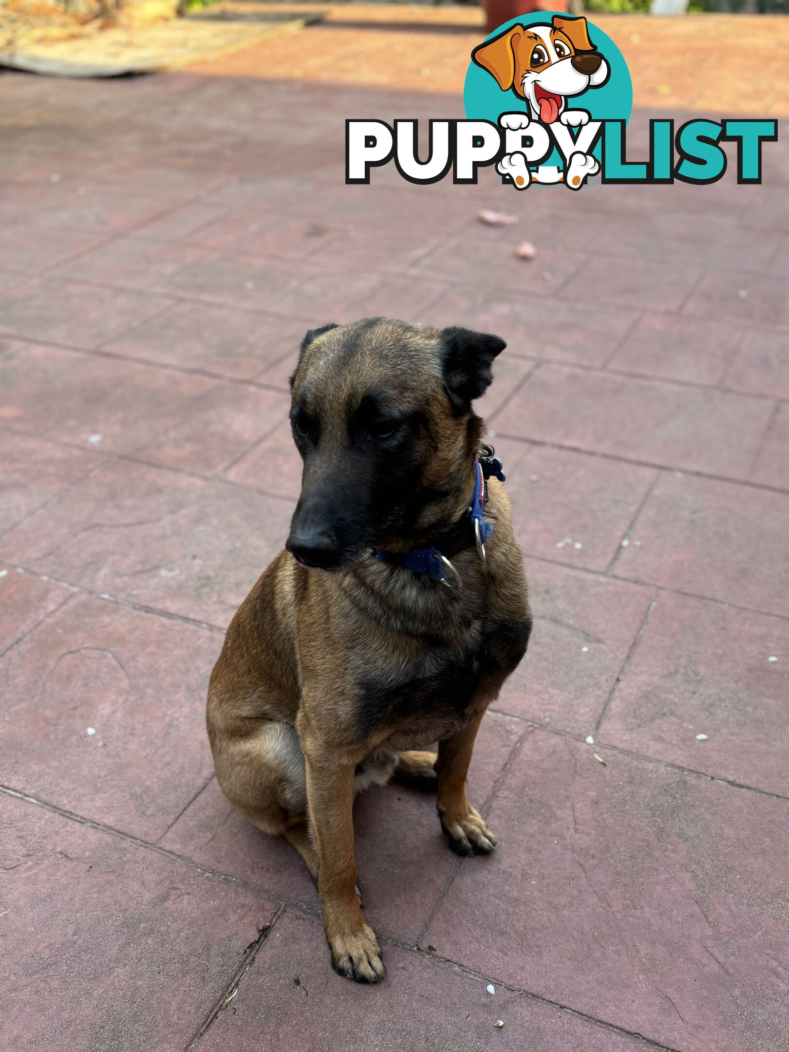 Male Malinois Belgian Shepherd pedigree mains entire