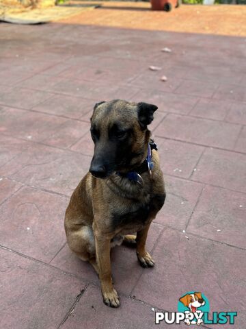 Male Malinois Belgian Shepherd pedigree mains entire