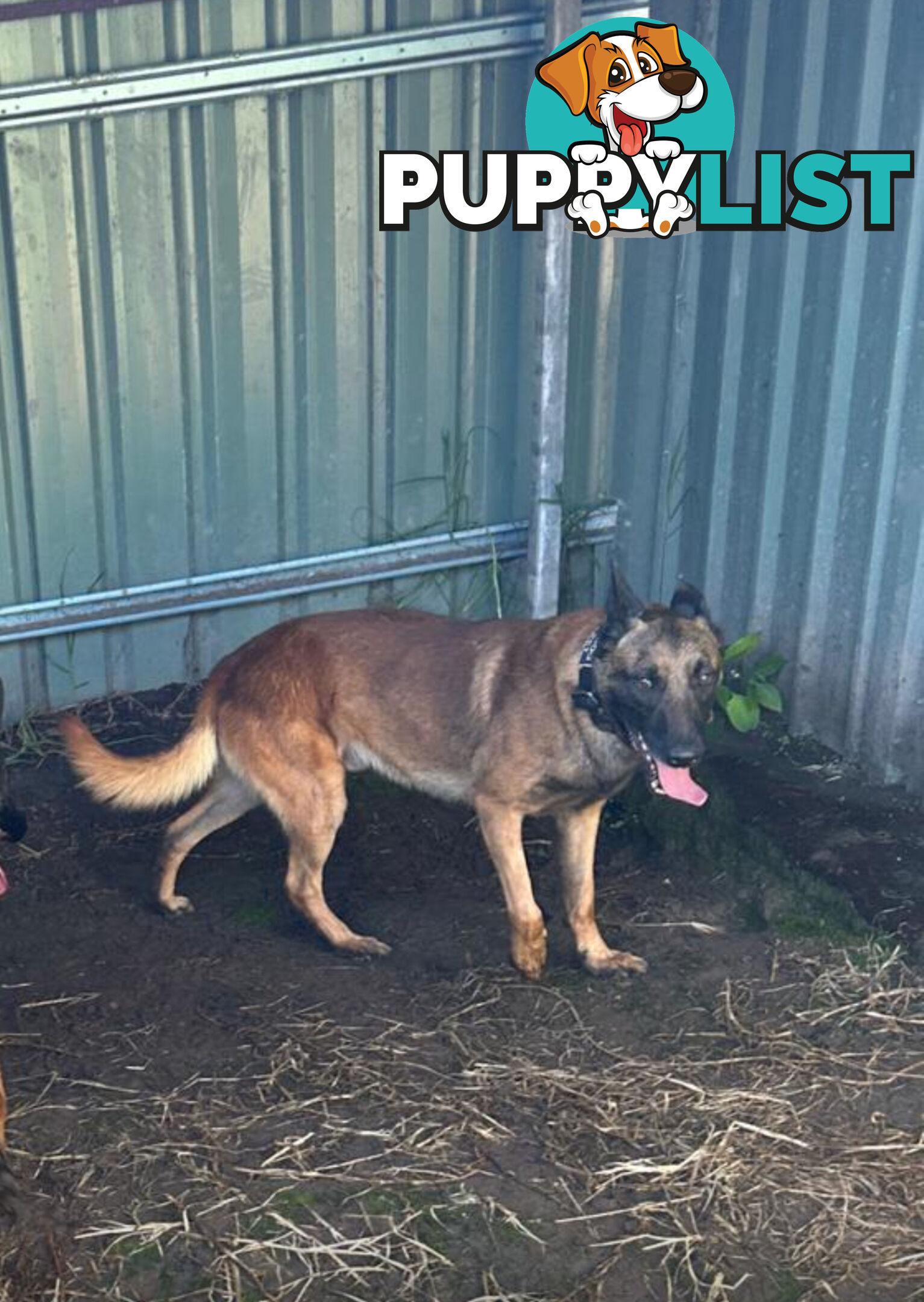 Male Malinois Belgian Shepherd pedigree mains entire