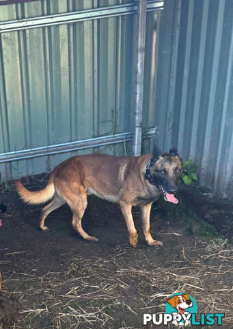 Male Malinois Belgian Shepherd pedigree mains entire