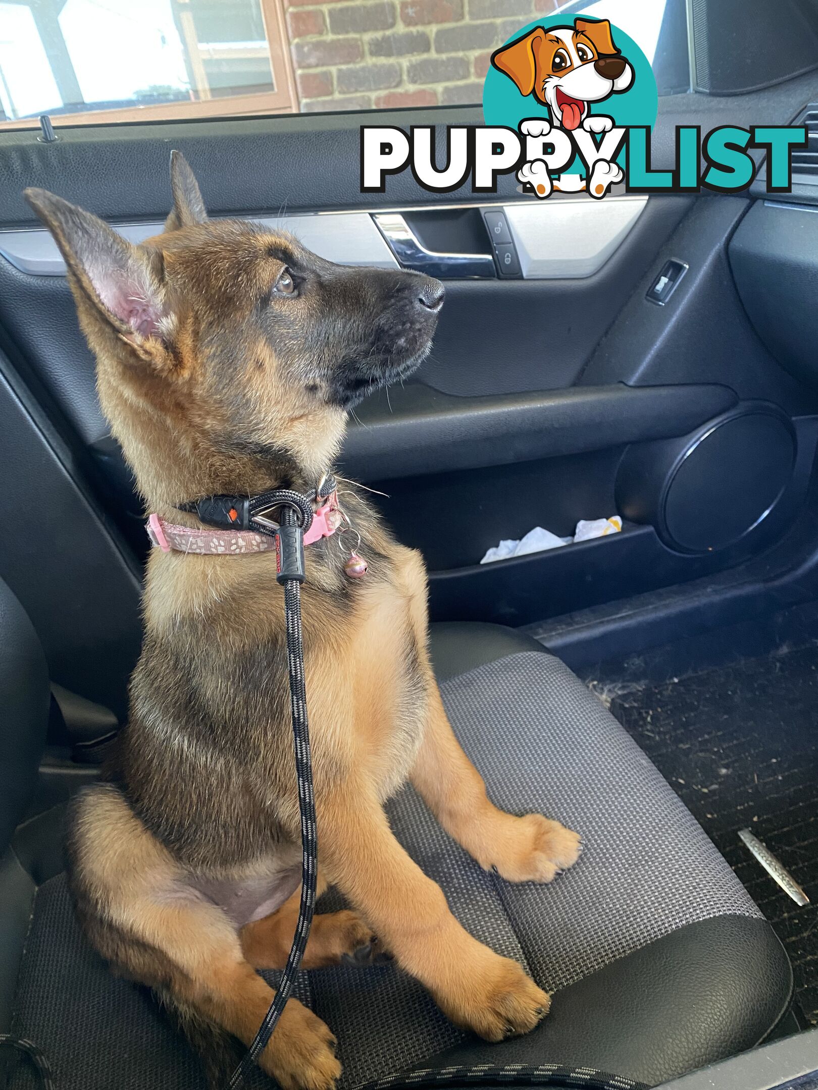 Male Malinois Belgian Shepherd pedigree mains entire