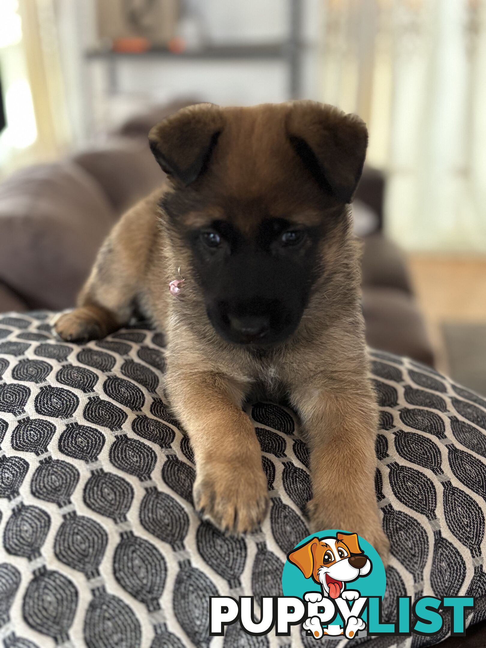 Male Malinois Belgian Shepherd pedigree mains entire