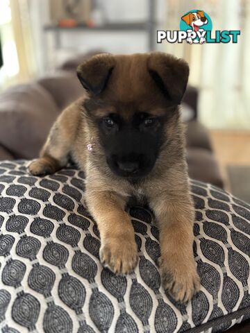 Male Malinois Belgian Shepherd pedigree mains entire