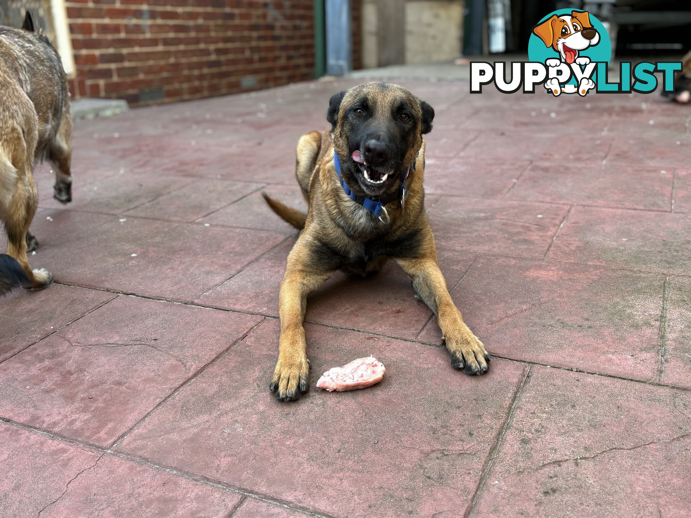 Male Malinois Belgian Shepherd pedigree mains entire