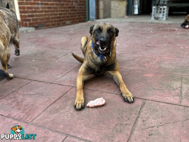 Male Malinois Belgian Shepherd pedigree mains entire