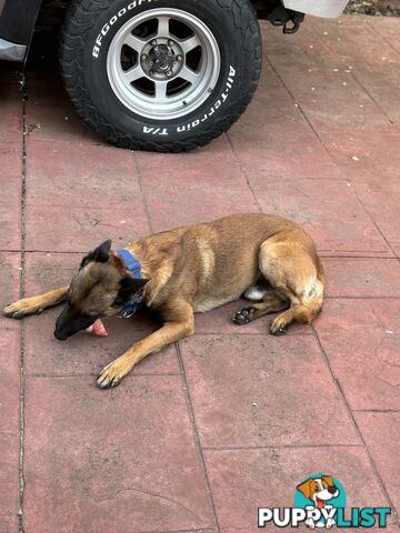 Male Malinois Belgian Shepherd pedigree mains entire