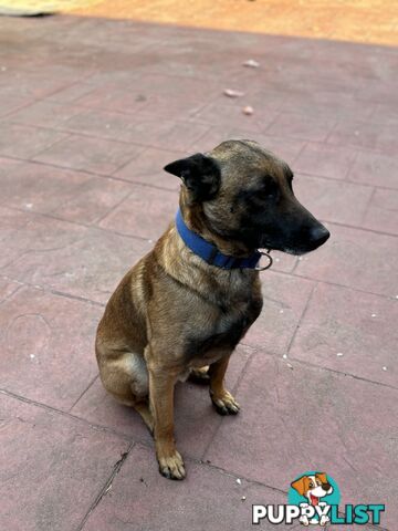 Male Malinois Belgian Shepherd pedigree mains entire