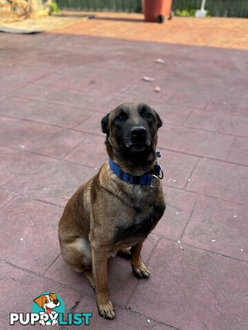 Male Malinois Belgian Shepherd pedigree mains entire