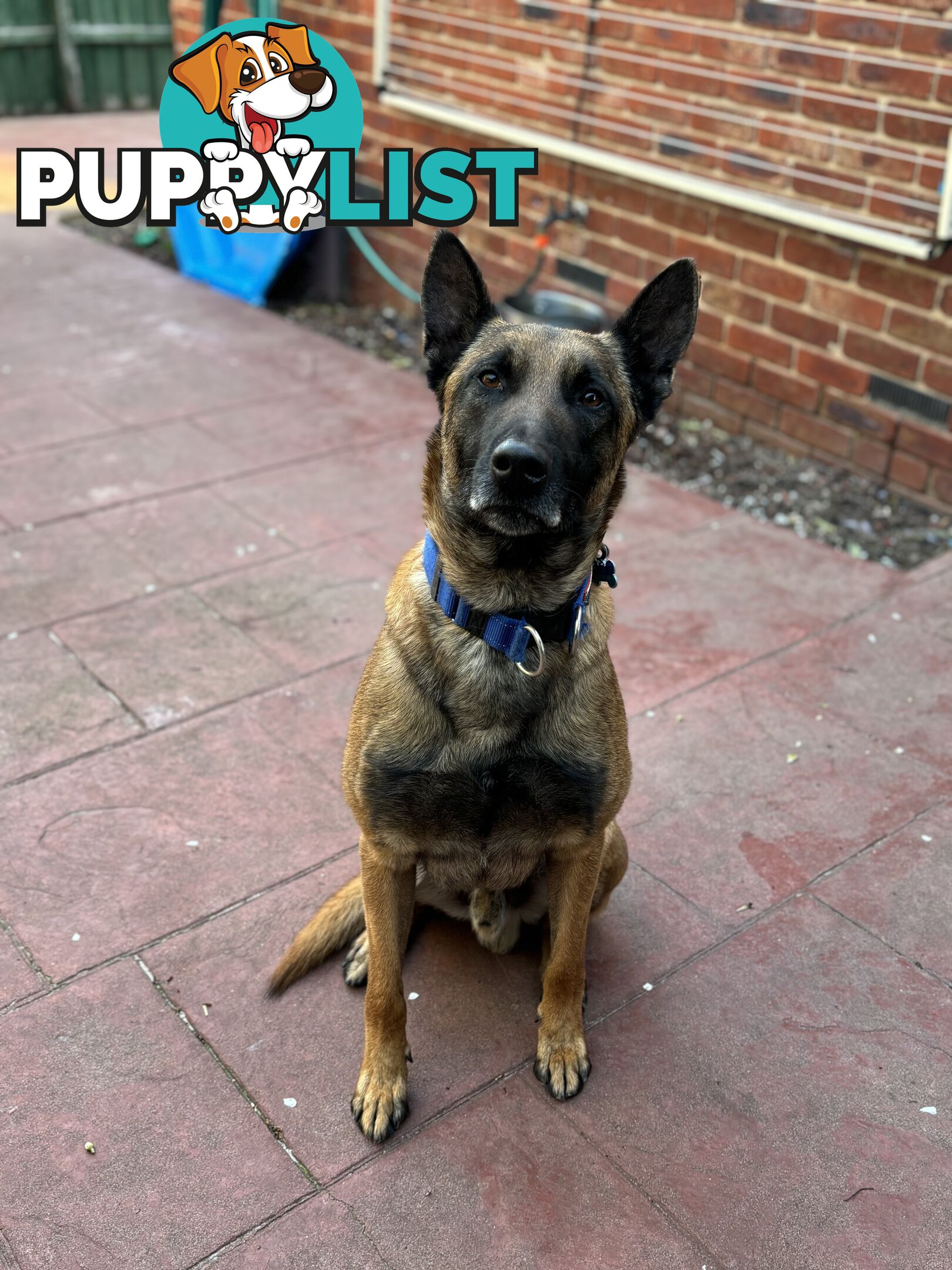 Male Malinois Belgian Shepherd pedigree mains entire