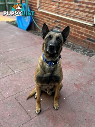 Male Malinois Belgian Shepherd pedigree mains entire