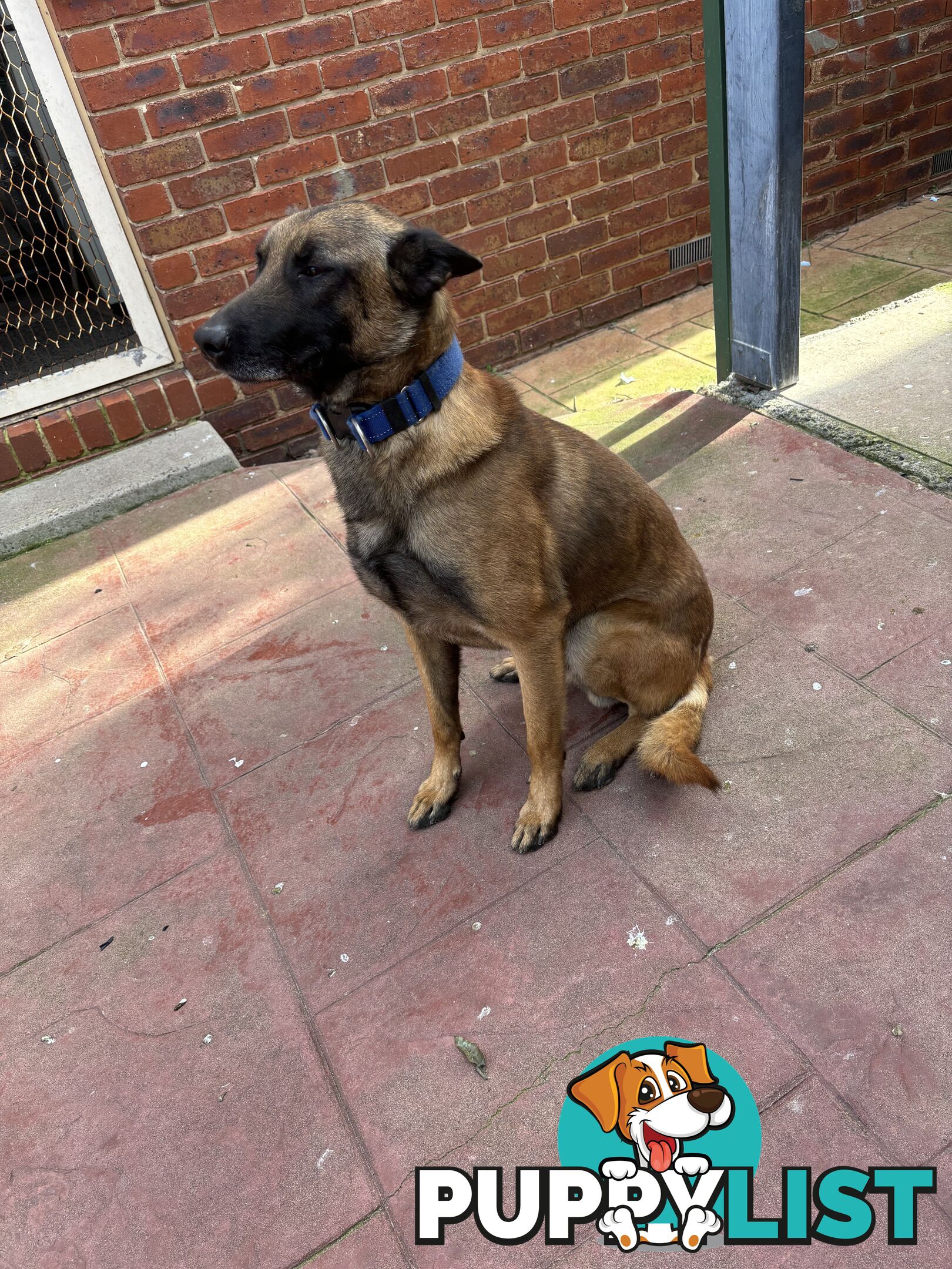 Male Malinois Belgian Shepherd pedigree mains entire