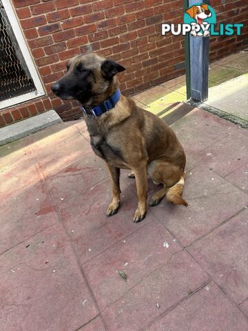 Male Malinois Belgian Shepherd pedigree mains entire