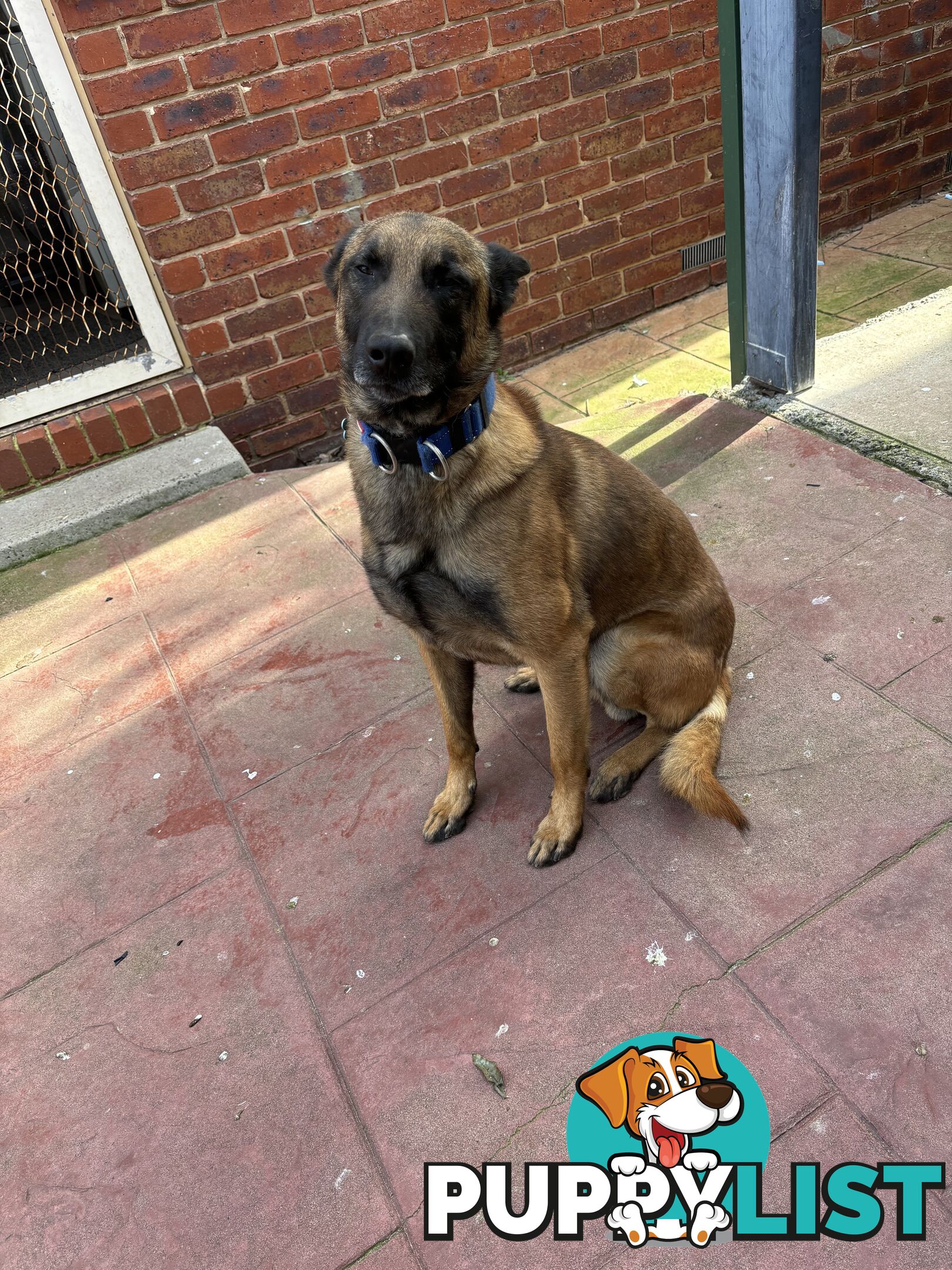 Male Malinois Belgian Shepherd pedigree mains entire