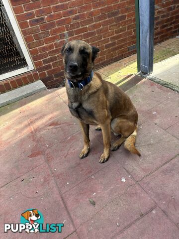 Male Malinois Belgian Shepherd pedigree mains entire