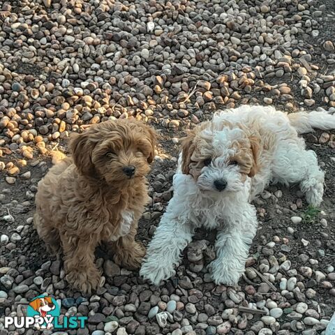 Beautiful Toy Cavoodles for sale