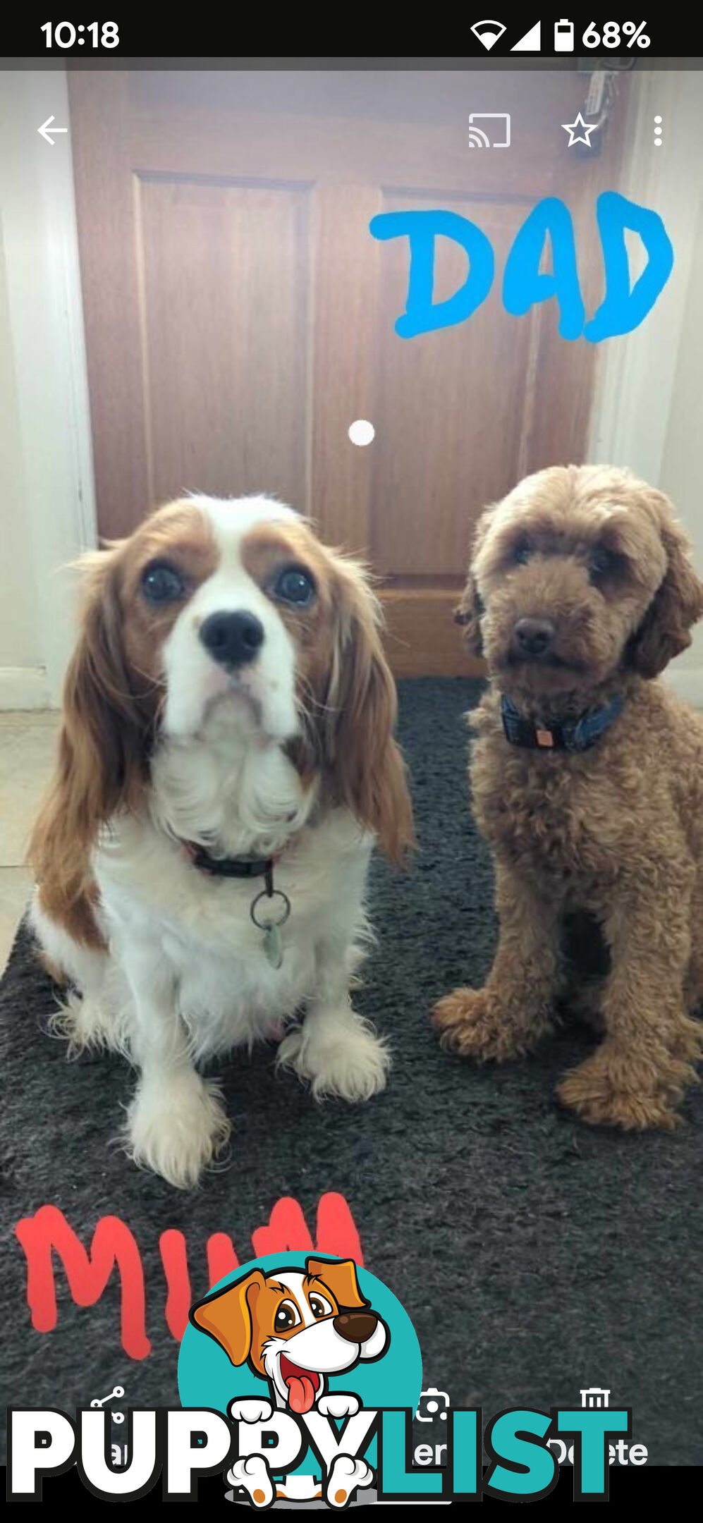 First generation (F1) Cavoodle puppies