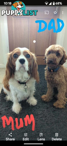 First generation (F1) Cavoodle puppies