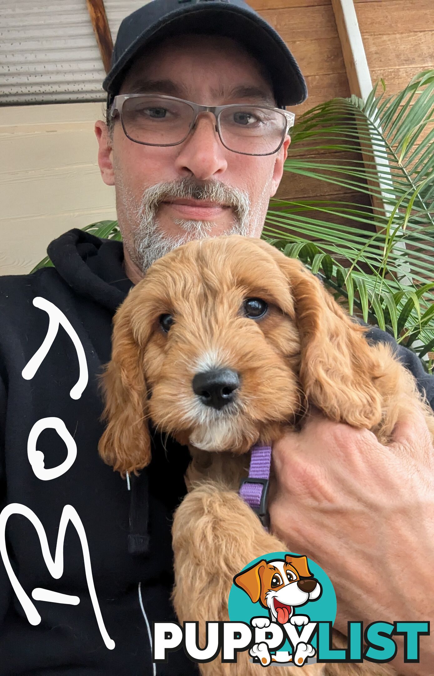 First generation (F1) Cavoodle puppies