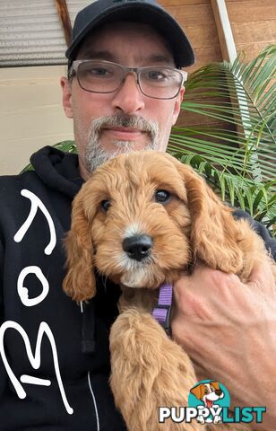 First generation (F1) Cavoodle puppies