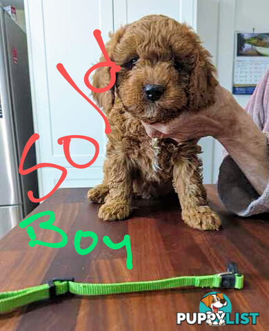 First generation (F1) Cavoodle puppies