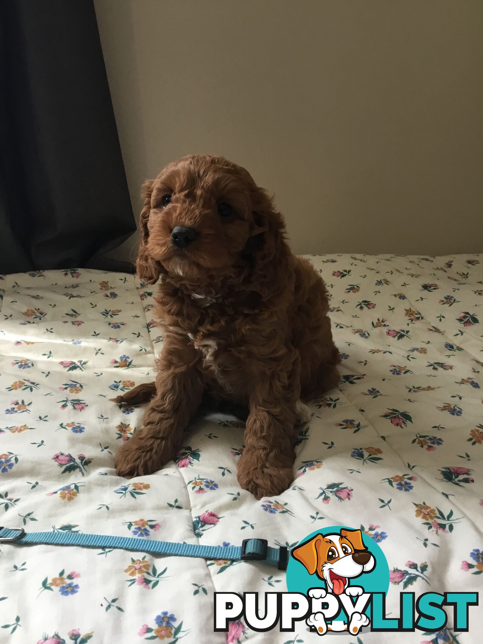 Cavoodle