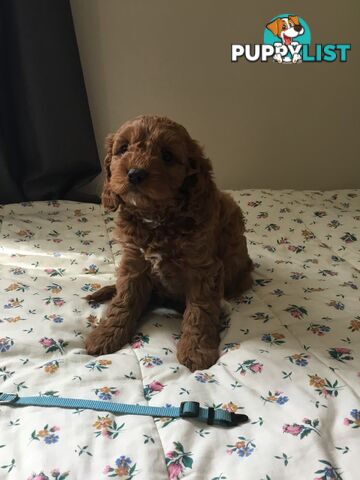 Cavoodle