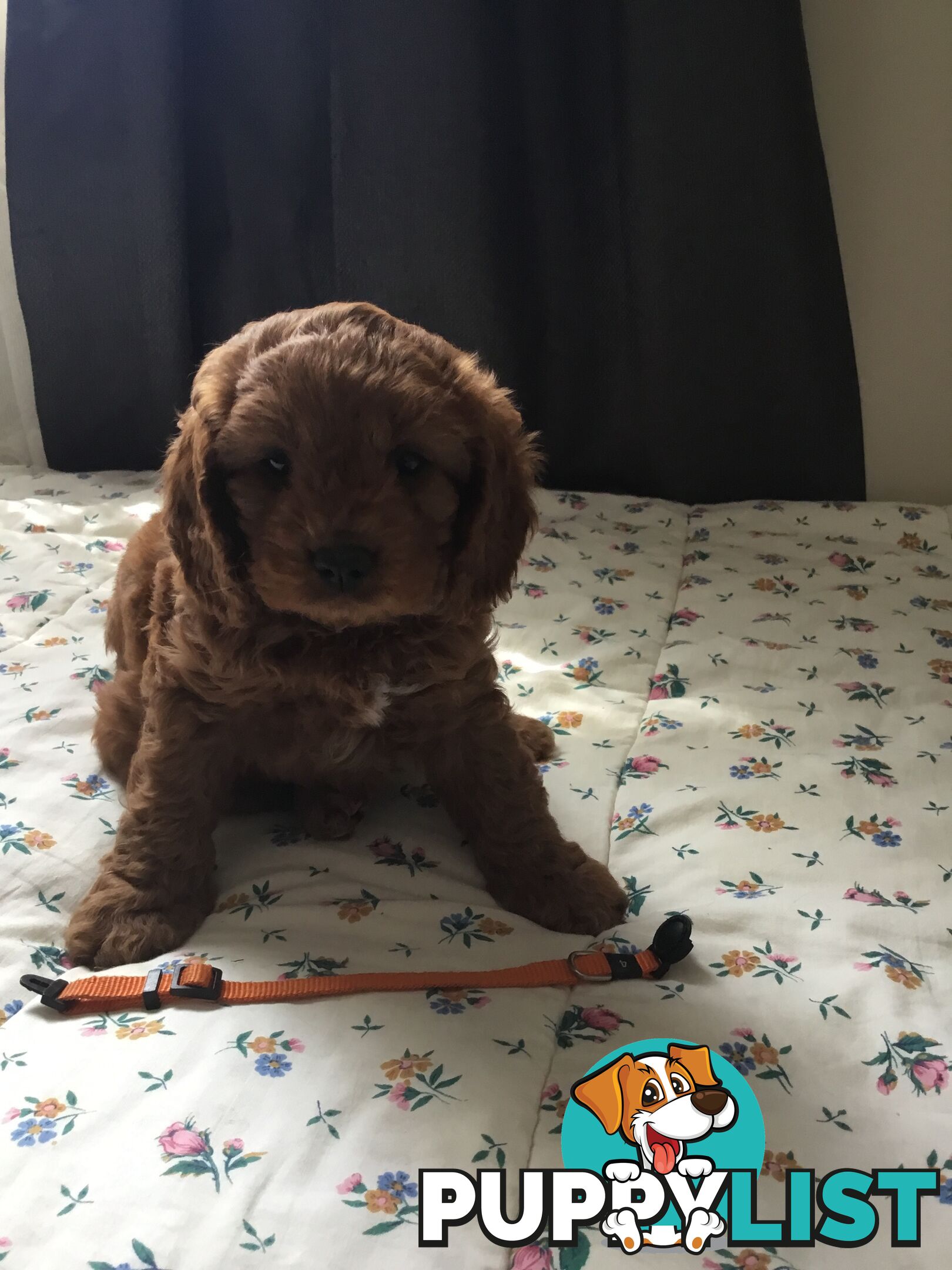 Cavoodle