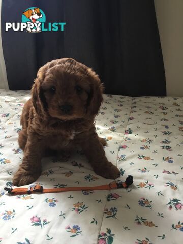 Cavoodle