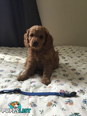 Cavoodle