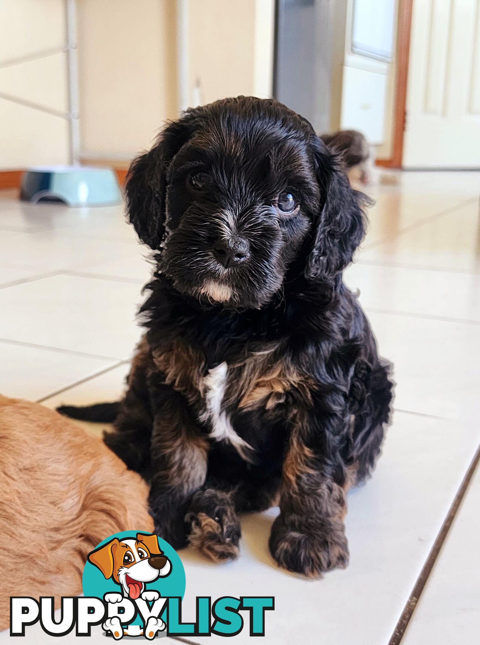 Toy Cavoodles with unique colours