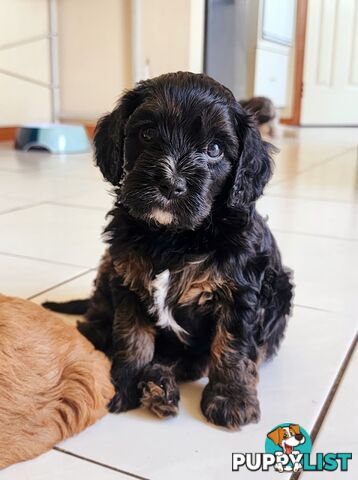 Toy Cavoodles with unique colours