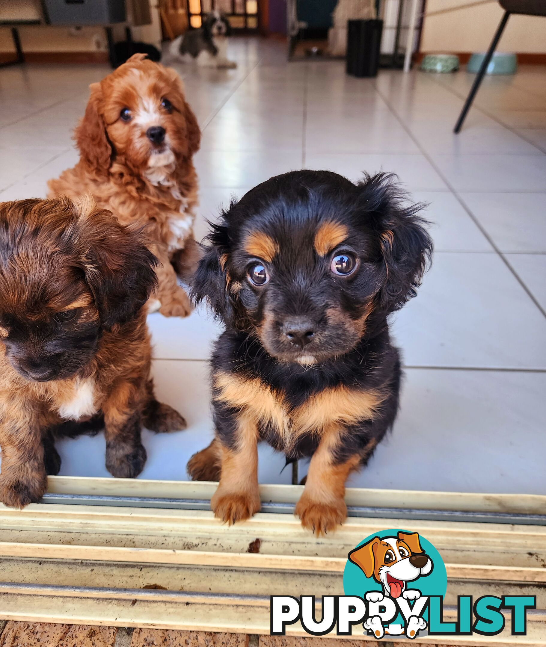 Toy Cavoodles with unique colours