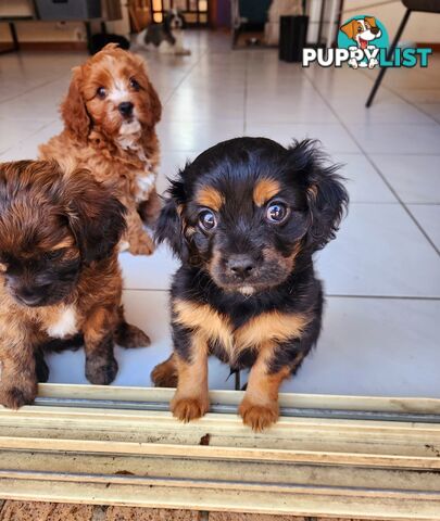 Toy Cavoodles with unique colours